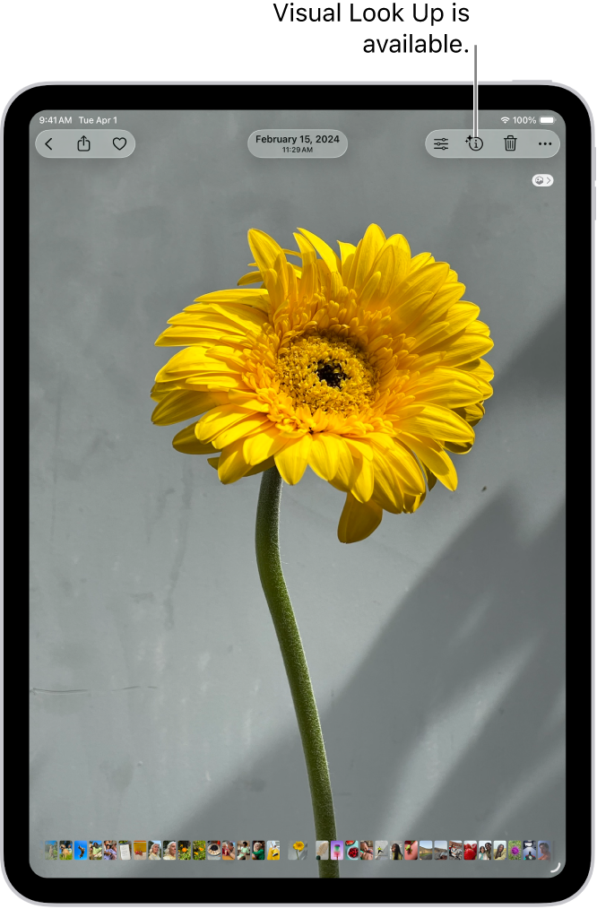 A photo is open in the Photos app. At the top of the screen, the Info button displays an icon indicating that Visual Look Up information is available.