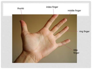 little
finger
ring finger
middle finger
index finger
thumb