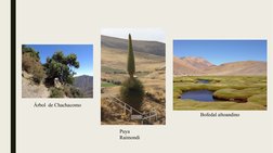 Árbol de Chachacomo
Puya
Raimondi
Bofedal altoandino