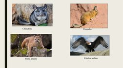 Chinchilla
Puma andino
Vizcacha
Cóndor andino