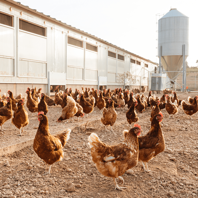Anonymous Poultry Producer