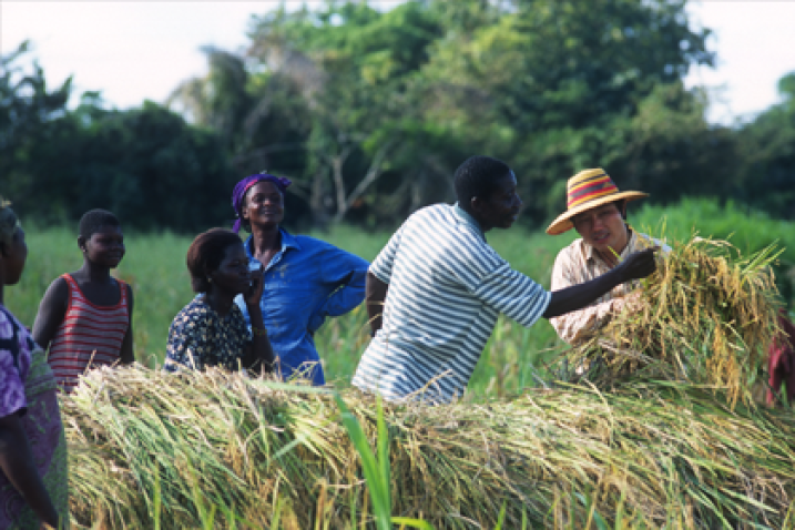 South-South cooperation project between China and Africa to increase smallholders' productivity and improve household food security. ©FAO/Roberto Faidutti People checking the quality of the harvest.